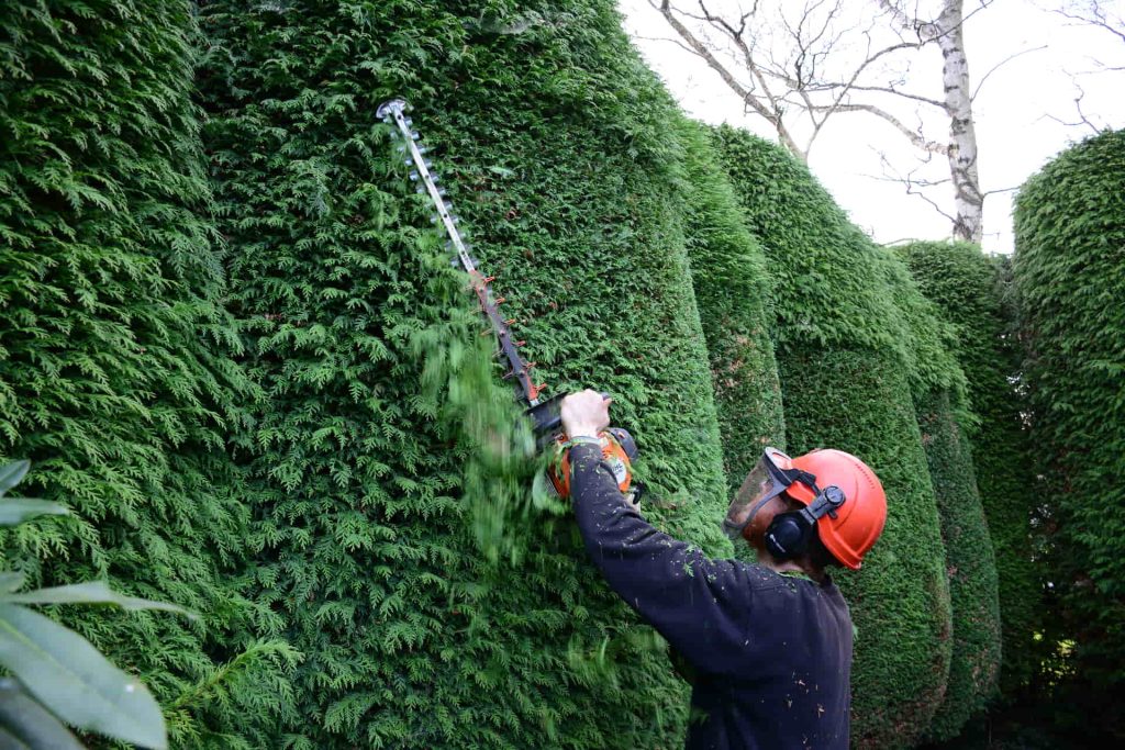 https://poncetreeservices.com/how-to-trim-a-dallas-tree/