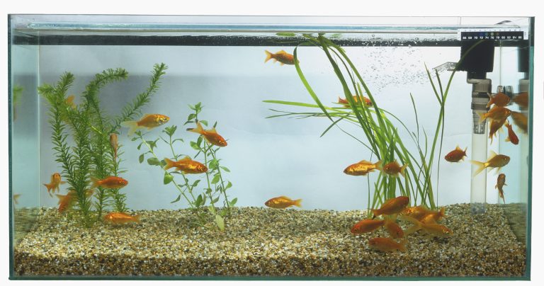 Choosing the Right Filter for Your Fish Tank A Guide to Clean and Healthy Aquatic Environments
